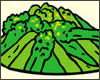 菜の花